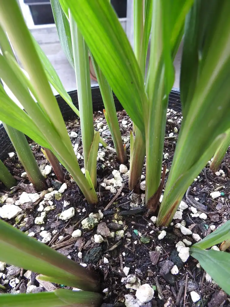 Photo of Crocosmia hybrids - Emerging from the soil.:Kathleen Moore