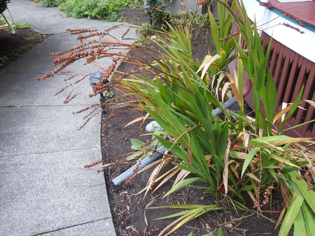 Photo of Crocosmia hybrids - Fall form.:Kathleen Moore