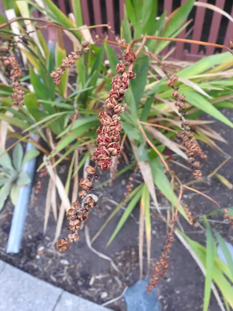 Photo of Crocosmia hybrids - Fruits in the fall.:Kathleen Moore