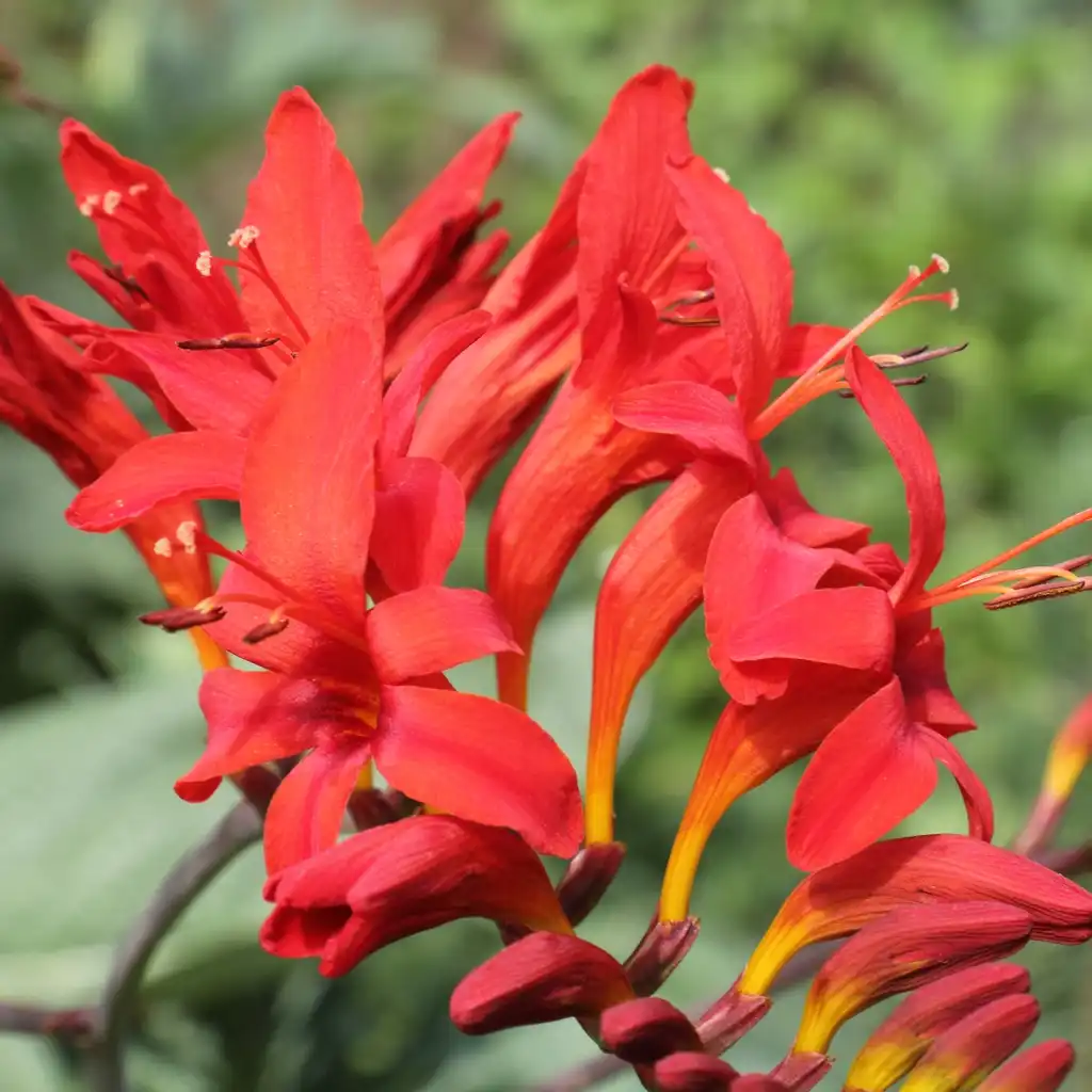 Foto de Crocosmia 'Lucifer' (Crocosmia 'Lucifer's)