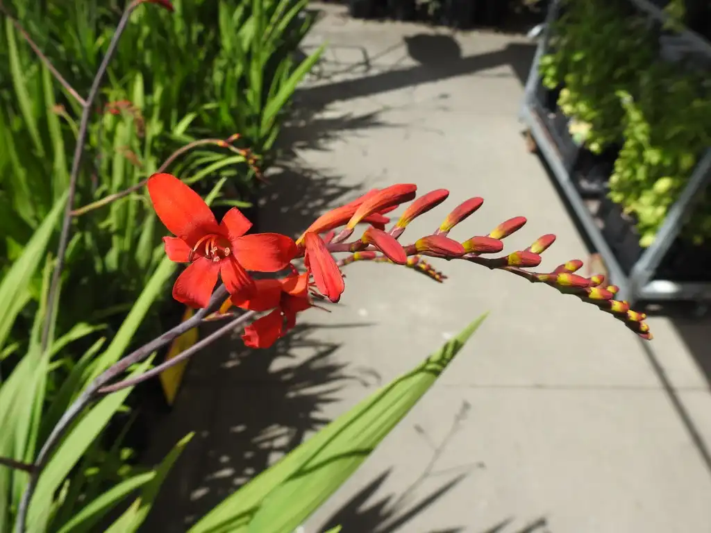 Foto de Crocosmia 'Lucifer' (Crocosmia 'Lucifer's)
