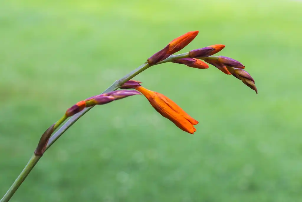 Foto de Crocosmia 'Lucifer' - Flower bud:Dominicus Johannes Bergsma