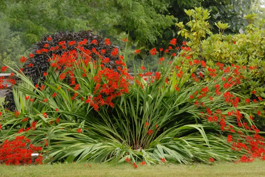 Foto de Crocosmia 'Lucifer' - Flower Form:Jim Robbins