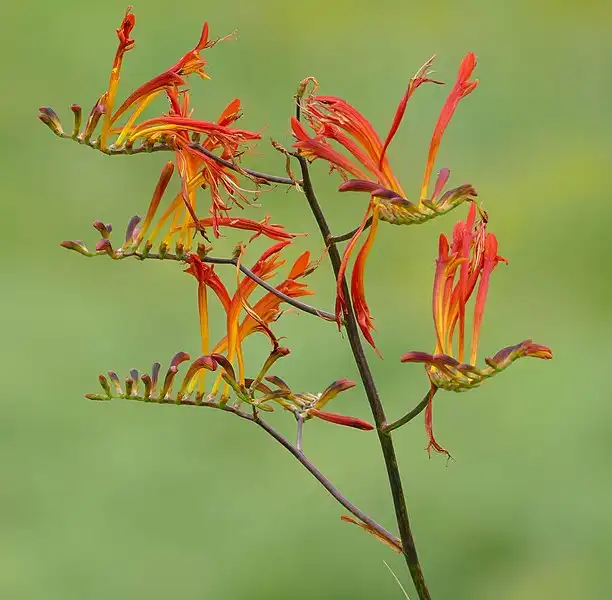 Photo of Crocosmia paniculata (Crocosmia paniculatas)