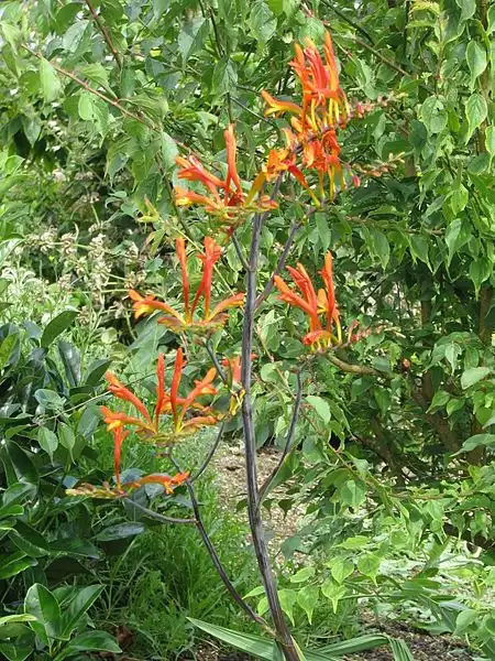 Photo of Crocosmia paniculata (Crocosmia paniculatas)