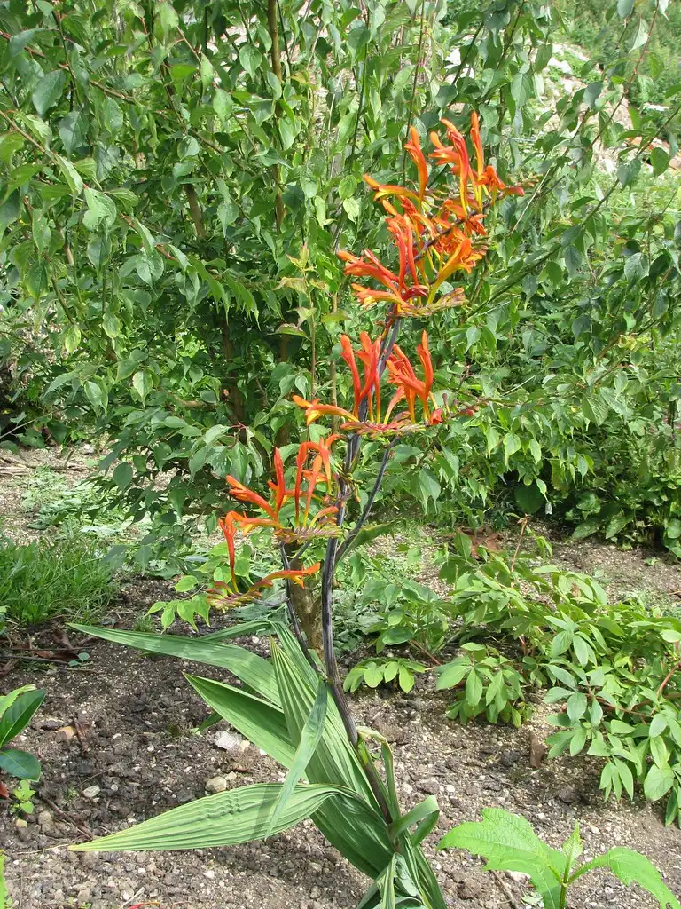 Photo of Crocosmia paniculata - Leaf:Peganum