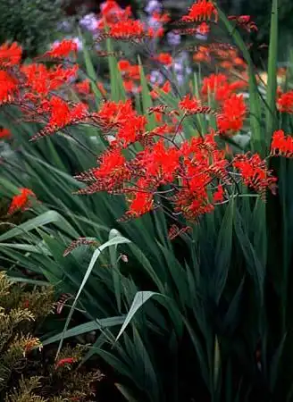 Foto de Crocosmia x crocosmiiflora (Crocosmia x crocosmiifloras)