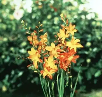 Photo of Crocosmia (Crocosmias)
