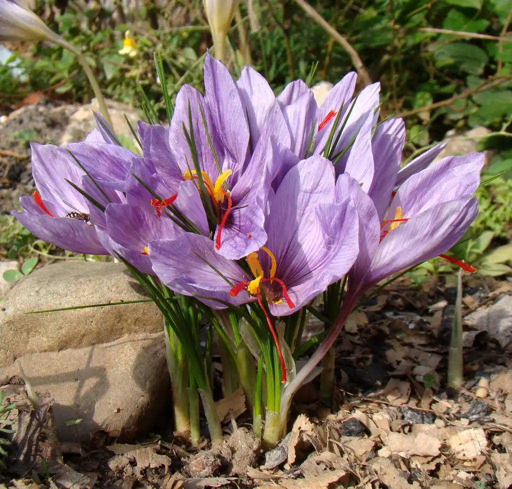 Photo of Crocus sativus (Crocus sativuss)