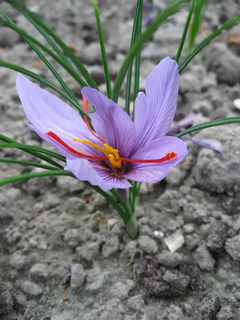 Photo of Crocus sativus (Crocus sativuss)