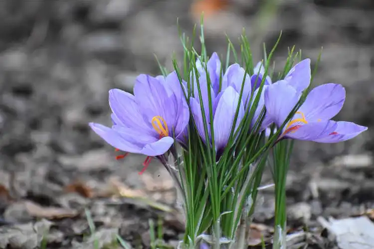 Photo of Crocus sativus - Flower and leaves:
