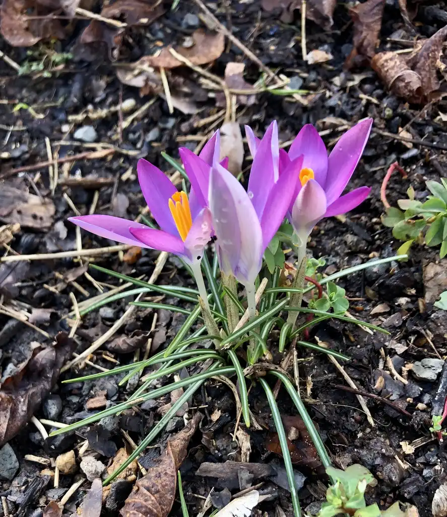 Фото Crocus tommasinianus (Crocus tommasinianuss)