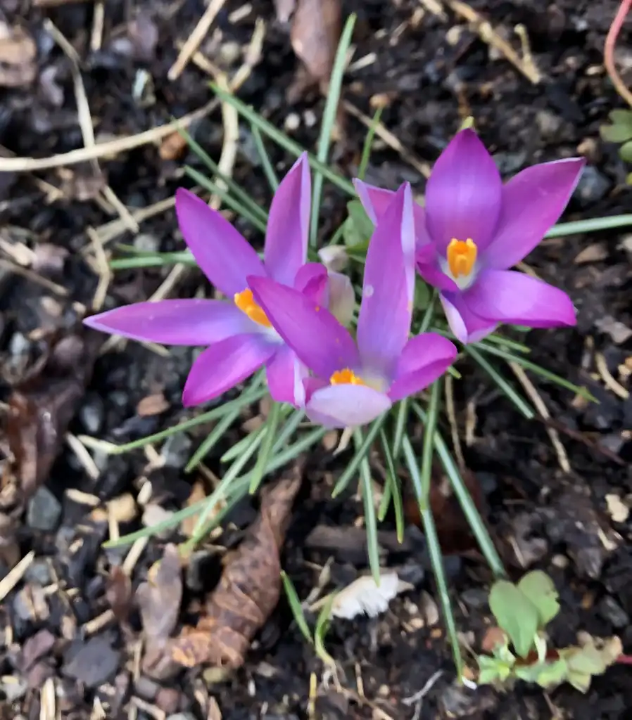 Фото Crocus tommasinianus (Crocus tommasinianuss)