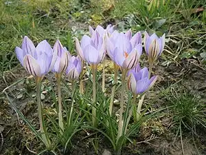 Photo of Crocus (Crocuss)
