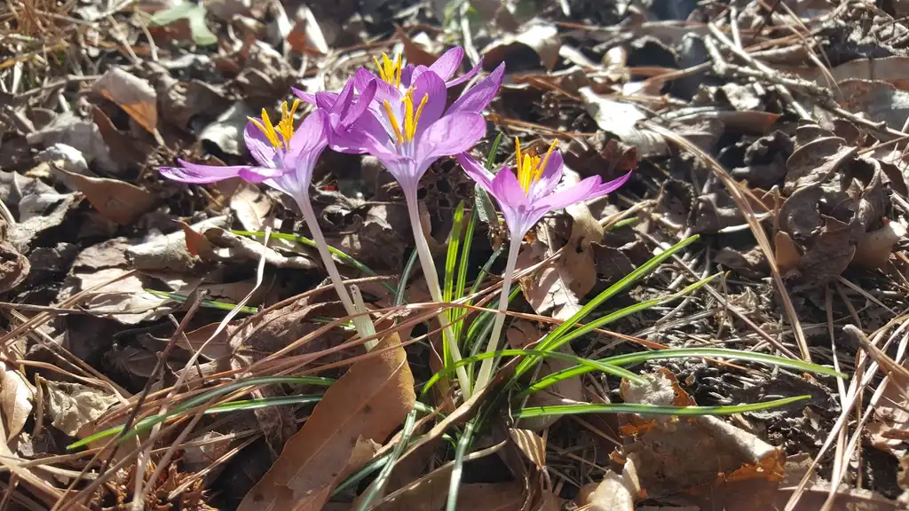 Photo of Crocus (Crocuss)