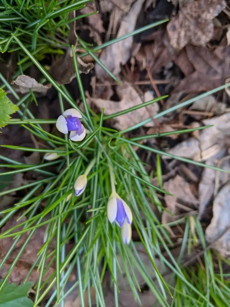 Photo of Crocus - Closed flowers (Cabarrus County, NC)-Late Winter:Hope Duckworth