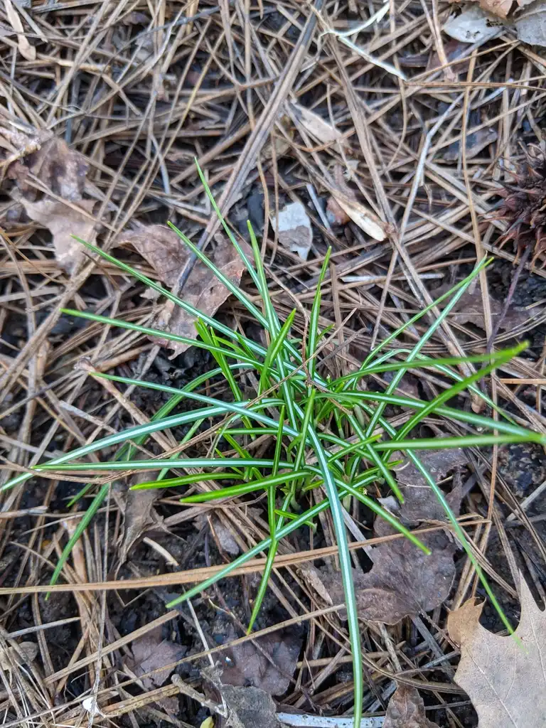 Photo of Crocus - Young form (Cabarrus County, NC)-Late Winter:Hope Duckworth