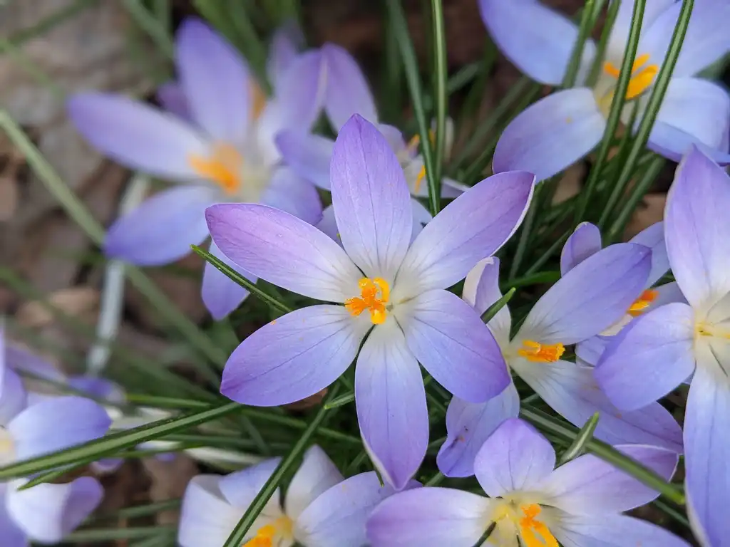 Photo of Crocus - Flower Close-up (Cabarrus County, NC)-Late Winter:Hope Duckworth