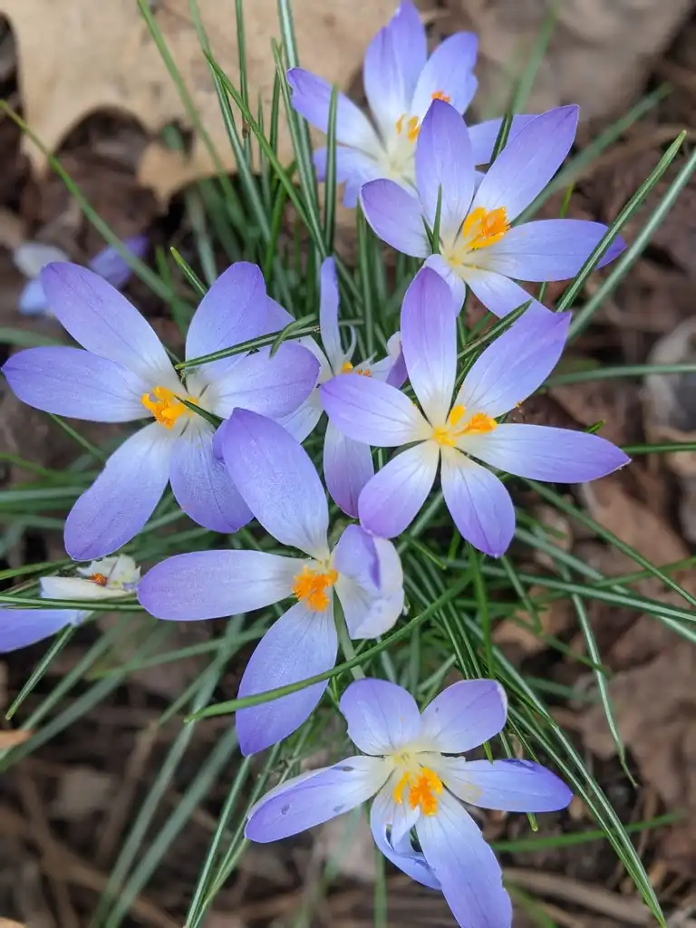 Photo of Crocus - Open flowers (Cabarrus County, NC)-Late Winter:Hope Duckworth