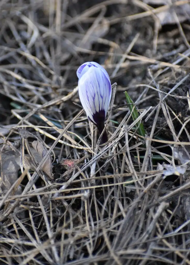 Photo of Crocus - Flower Bud (Warren County, NC)-Early Spring:Cathy Dewitt