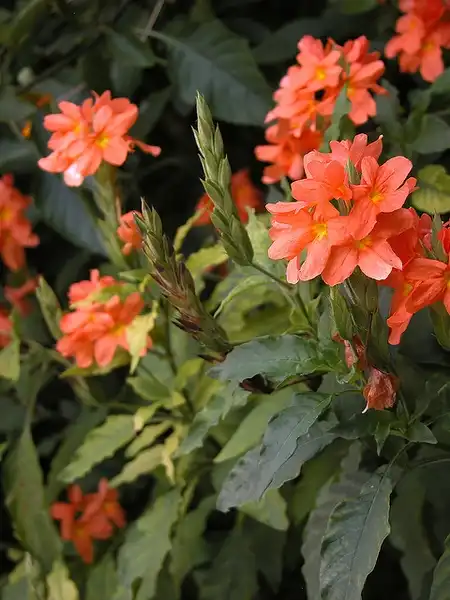 Фото Crossandra infundibuliformis (Crossandra infundibuliformiss)