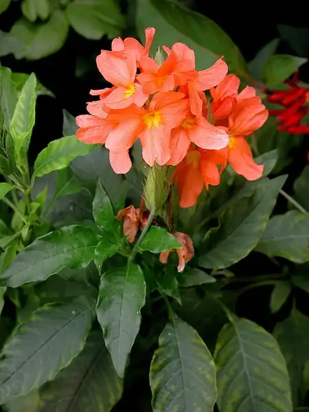 Фото Crossandra infundibuliformis (Crossandra infundibuliformiss)