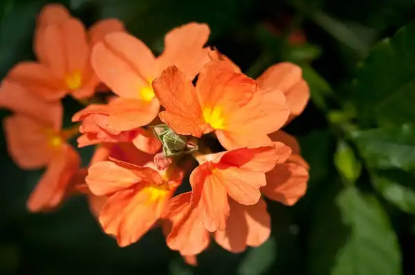 Фото Crossandra infundibuliformis - Crossandra infundibuliformis:Luke Mc Guff