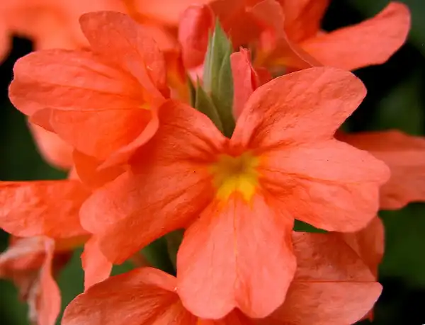 Фото Crossandra infundibuliformis - Close up of flower:Carl Lewis