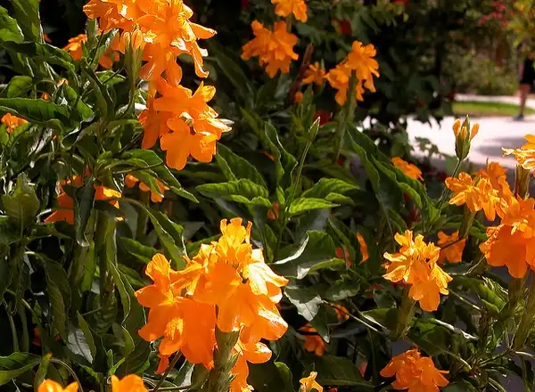 Фото Crossandra infundibuliformis - Crossandra infundibuliformis:Carl Lewis