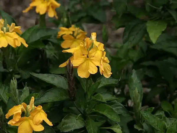 Фото Crossandra infundibuliformis - Yellow flowers:Scott Zona