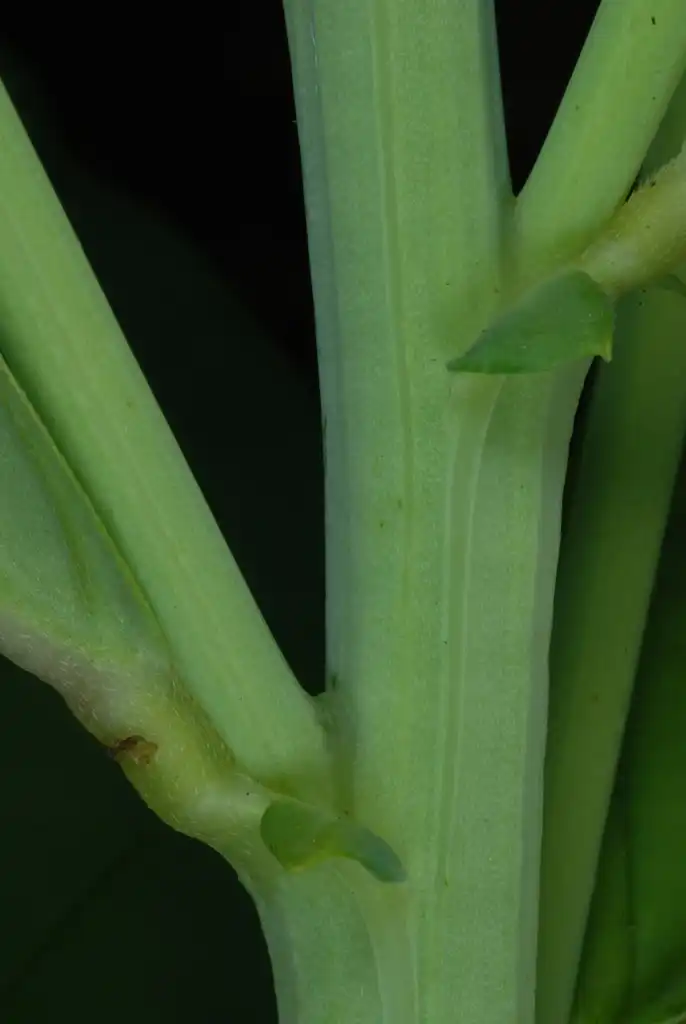 Photo of Crotalaria spectabilis (Crotalaria spectabiliss)