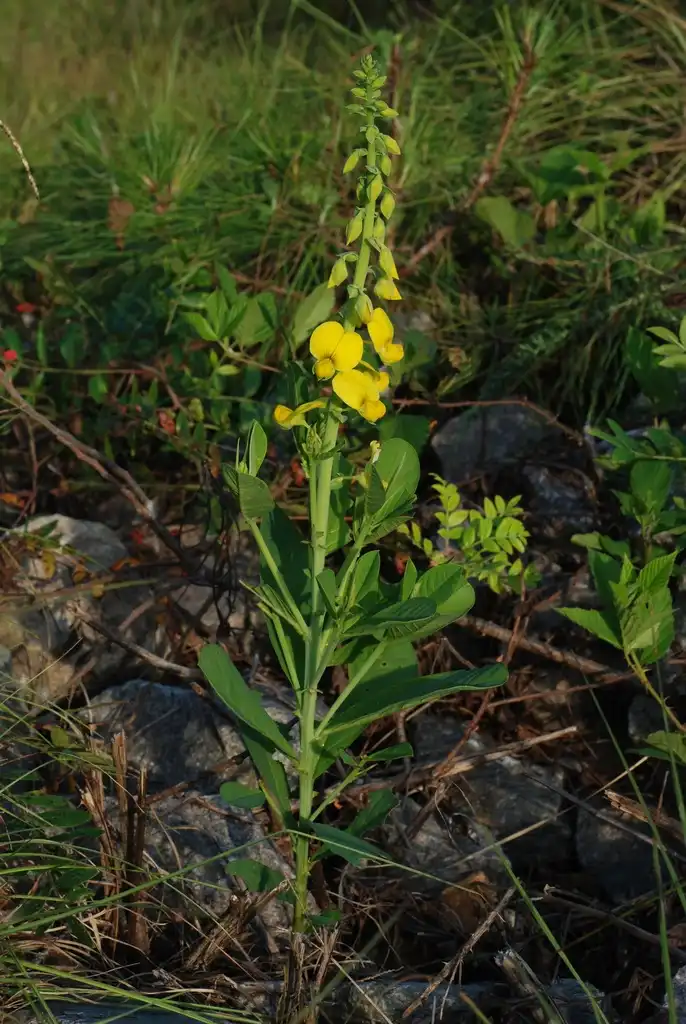 Photo of Crotalaria spectabilis (Crotalaria spectabiliss)