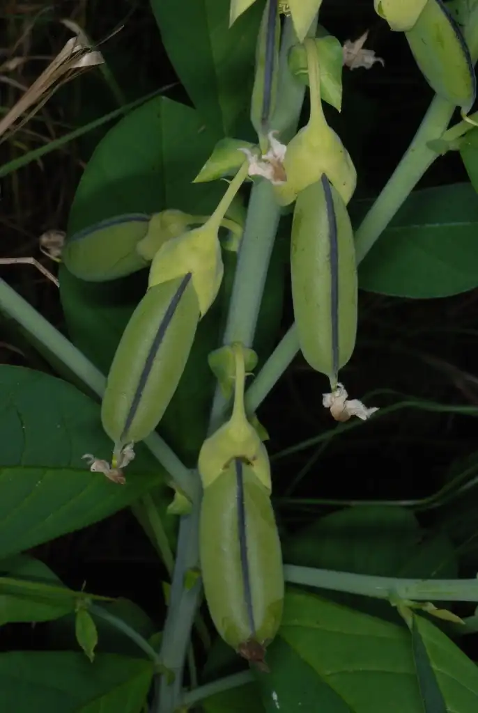Photo of Crotalaria spectabilis - (Monroe County, NY)-Early Fall:Douglas Goldman, USDA