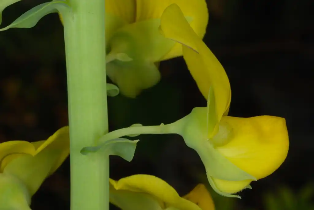 Photo of Crotalaria spectabilis - (Monroe County, NY)-Early Fall:Douglas Goldman, USDA