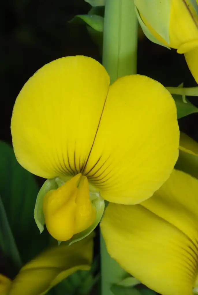 Photo of Crotalaria spectabilis - (Monroe County, NY)-Early Fall:Douglas Goldman, USDA
