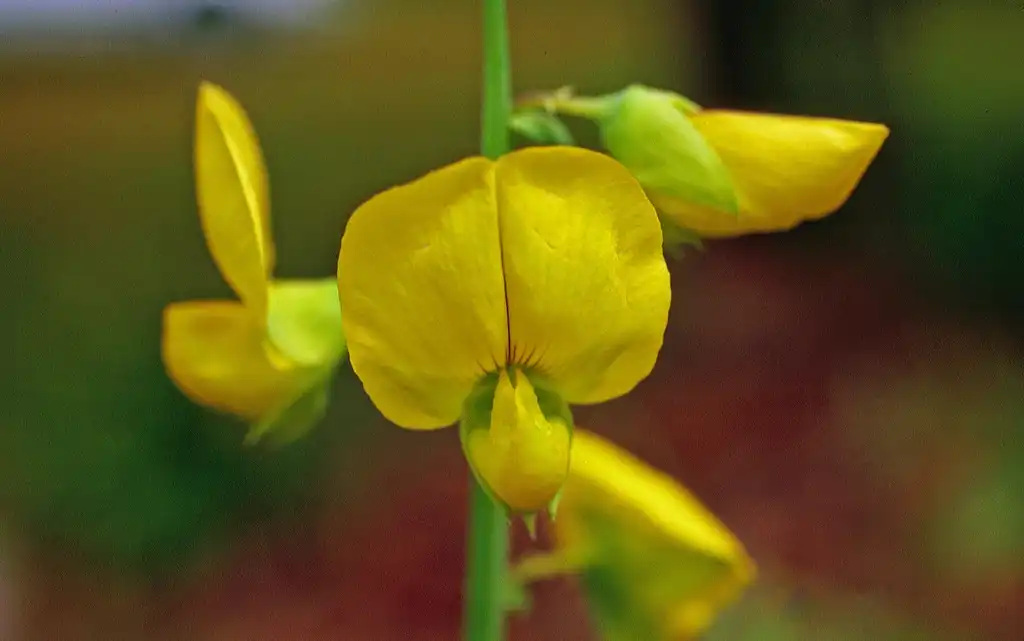 Photo of Crotalaria spectabilis - Flower close up:John D. Bird, MS State University, USA, bugwood.org