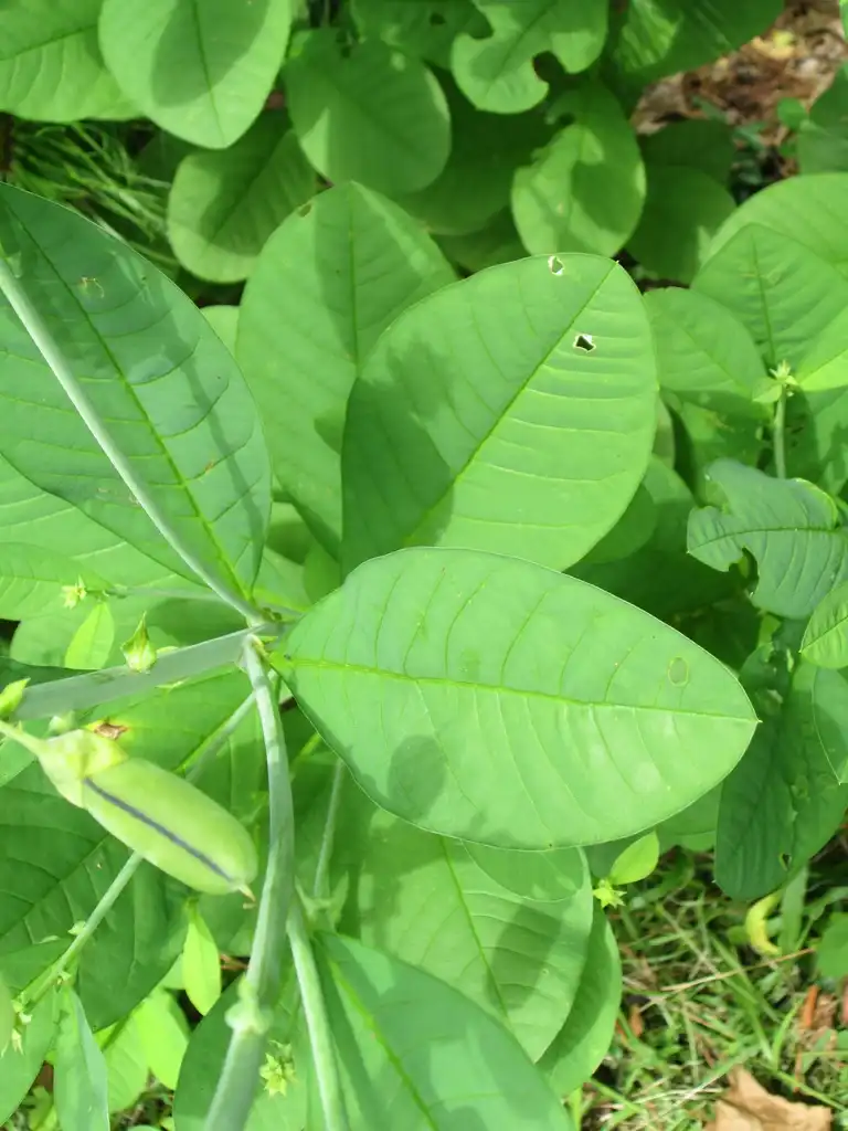 Photo of Crotalaria spectabilis - Foliage:Tom Glasgow