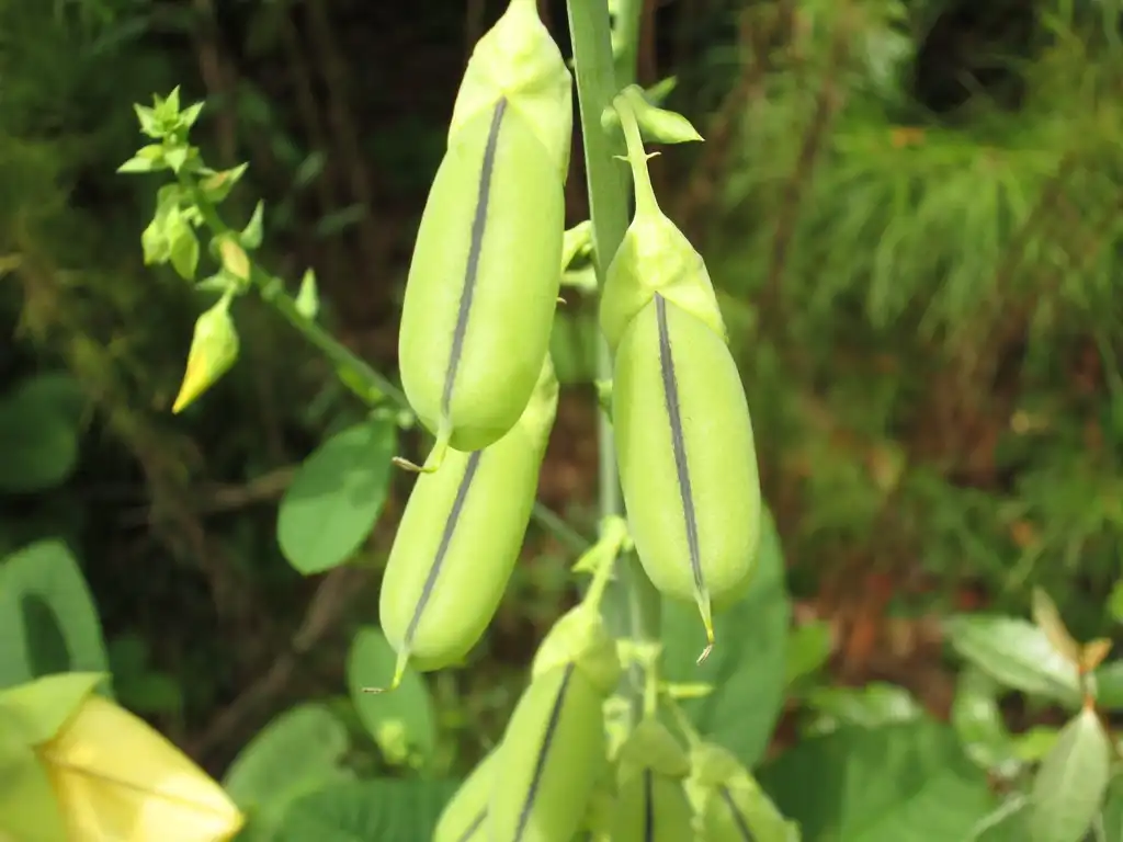 Photo of Crotalaria spectabilis - Seed pods:Tom Glasgow