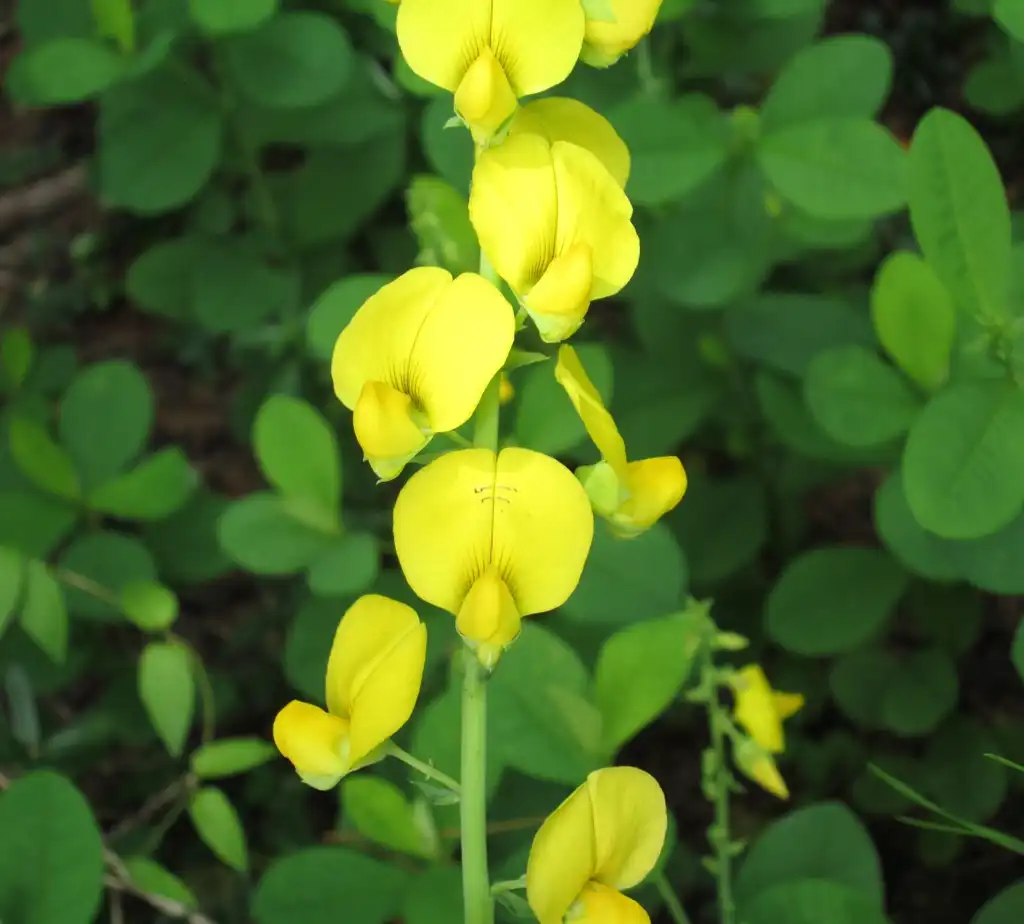 Photo of Crotalaria spectabilis - Flowers in August:Tom Glasgow