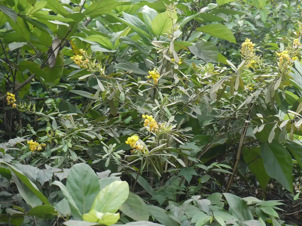 Photo of Crotalaria spectabilis - Habit:Dinesh Valke