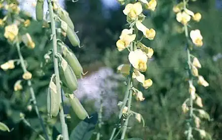 Foto de Crotalaria (Crotalarias)