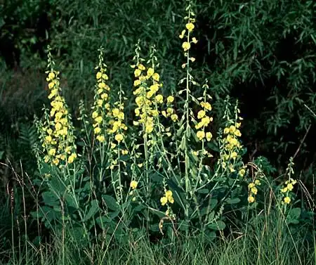 Foto de Crotalaria (Crotalarias)