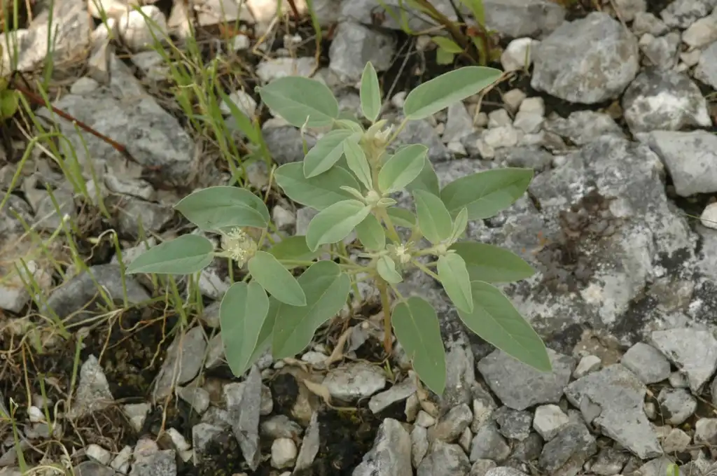 Photo of Croton capitatus (Croton capitatuss)