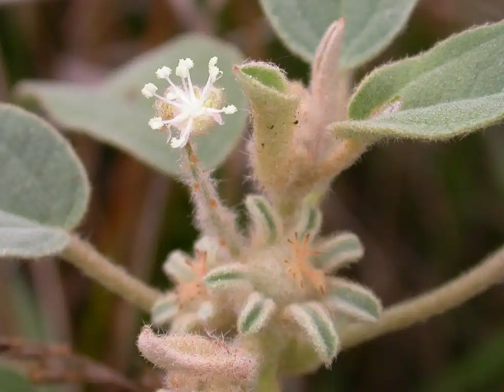 Photo of Croton capitatus (Croton capitatuss)
