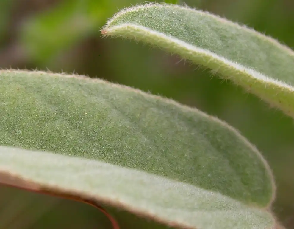 Photo of Croton capitatus - Leaves:MCD Staff