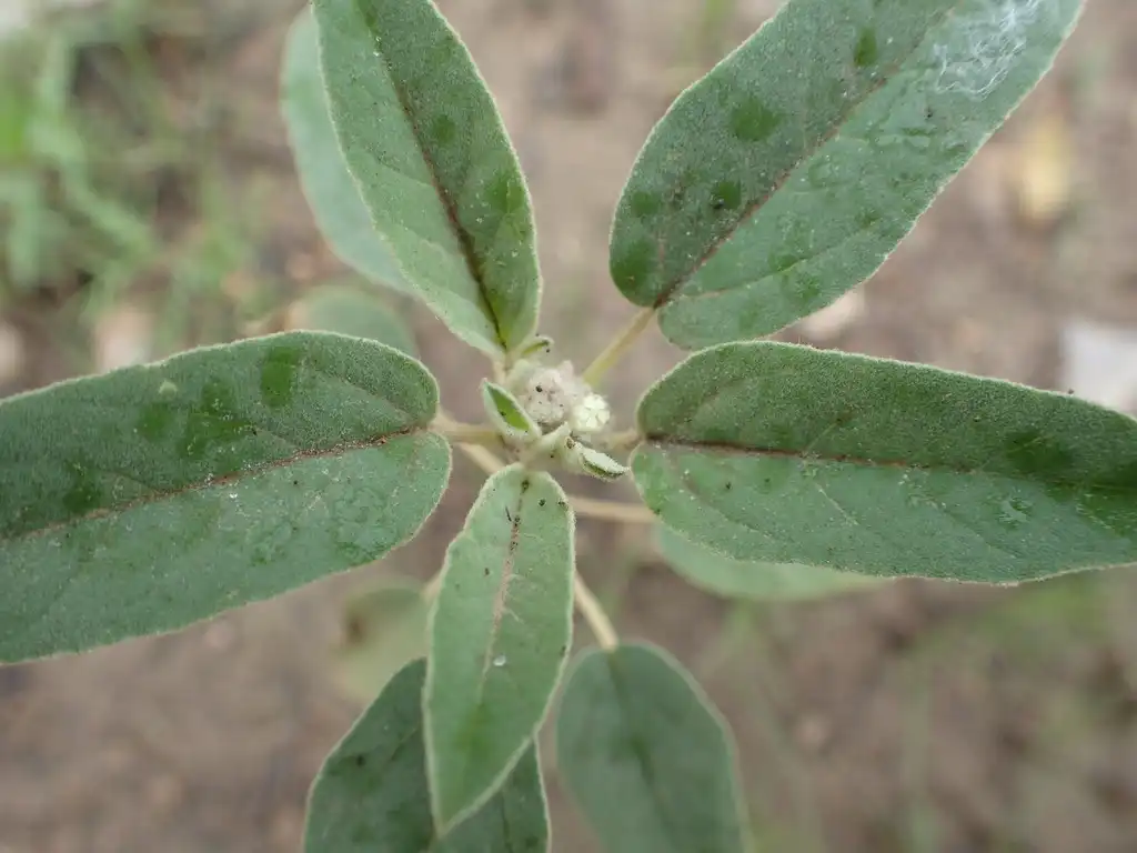 Photo of Croton capitatus - Leaves:Andy Newman