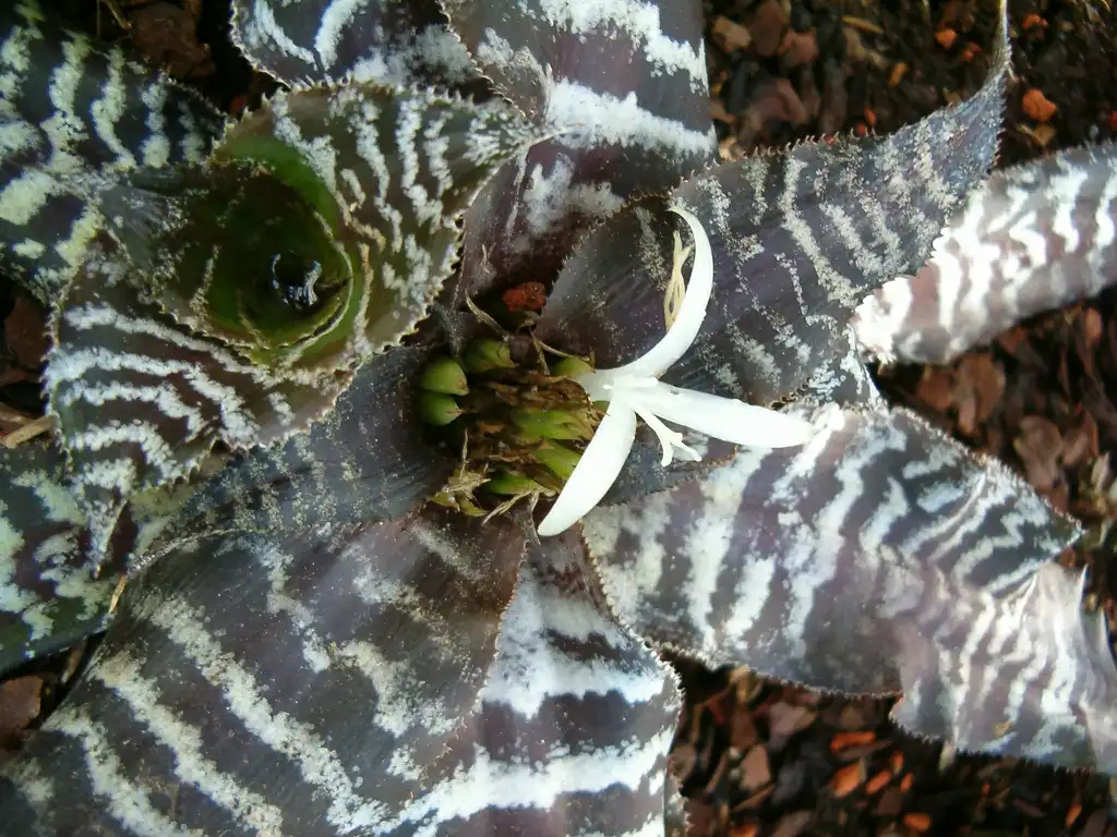 Foto de Cryptanthus zonatus (Cryptanthus zonatuss)
