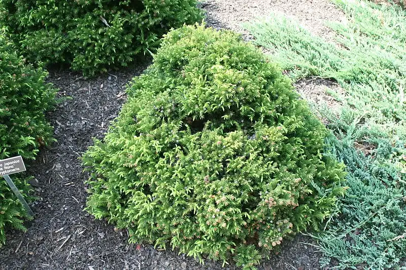 Фото Cryptomeria japonica 'Elegans Nana' (Cryptomeria japonica 'Elegans Nana's)