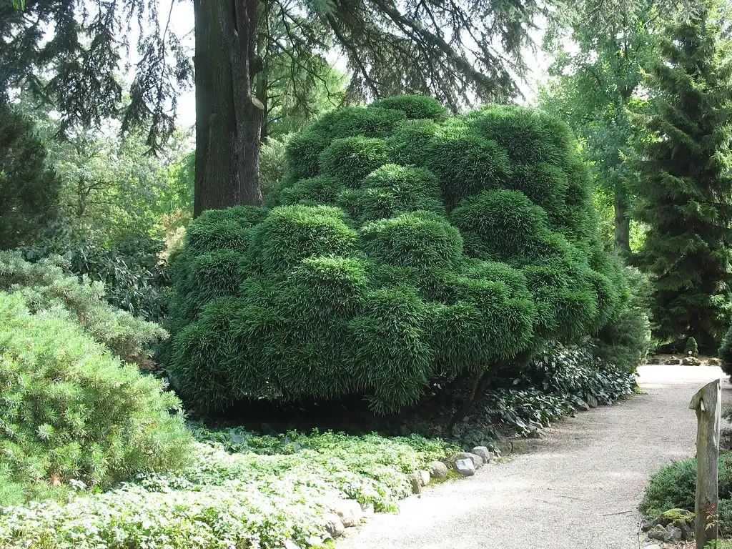 Фото Cryptomeria japonica 'Elegans Nana' (Cryptomeria japonica 'Elegans Nana's)
