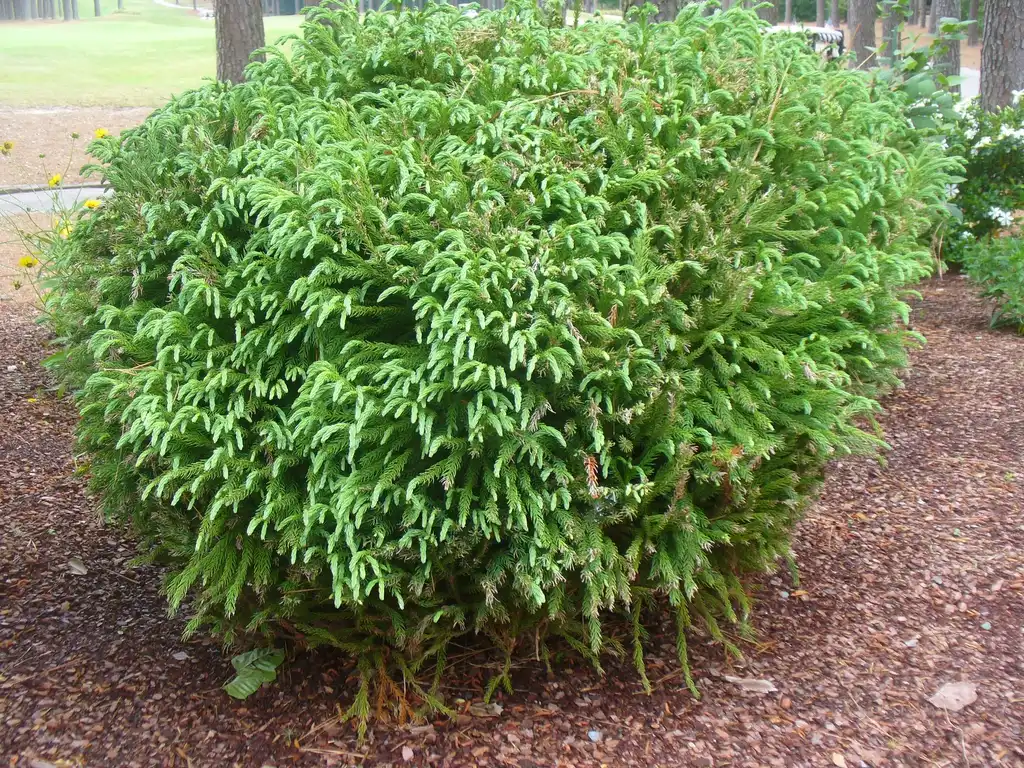 Photo of Cryptomeria japonica 'Globosa Nana' (Cryptomeria japonica 'Globosa Nana's)